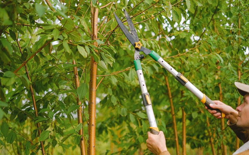 Tree trimming in Harpersfield, NY